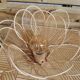 Flower table lamp made of rattan petals and gold mesh