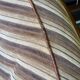 Sapporo chair by Mario Marenco for Mobil Girgi striped