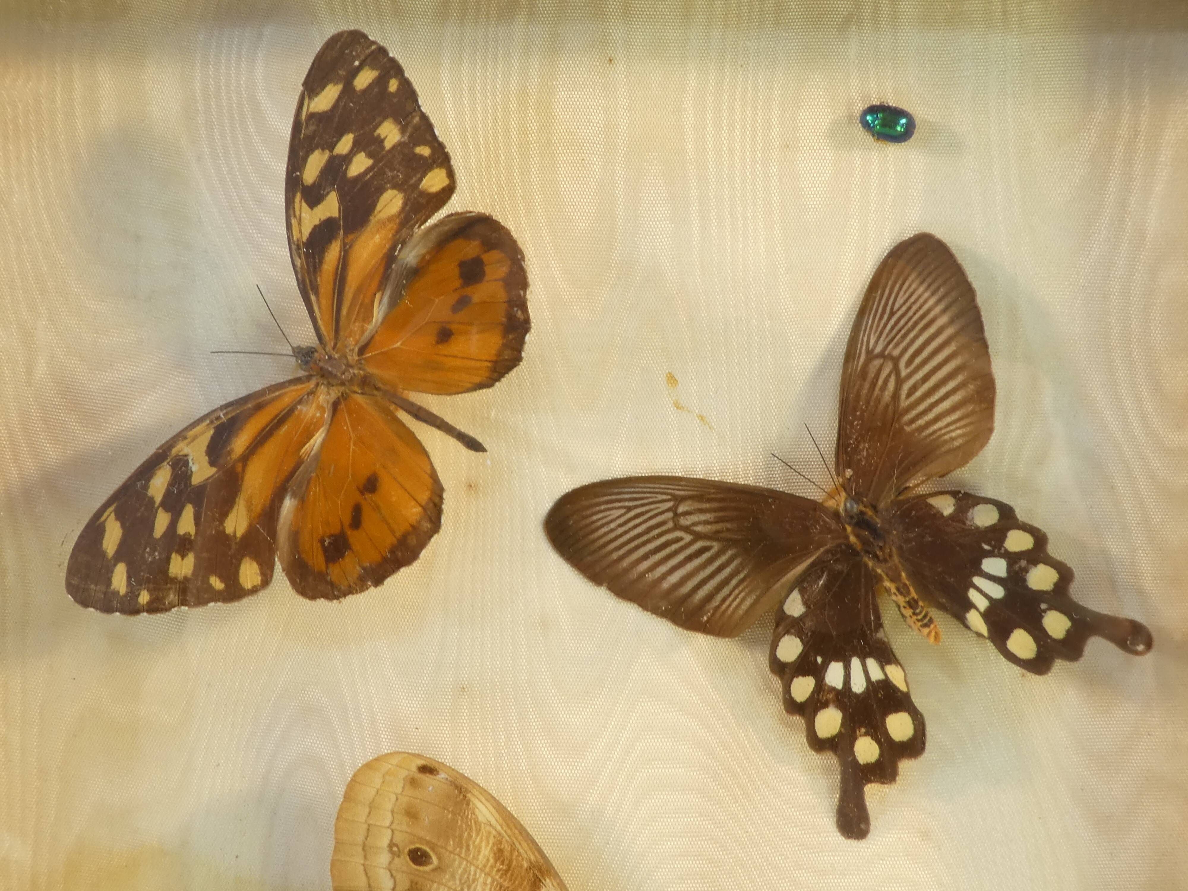 Entomology old taxidermy butterfly frame