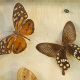 Entomology old taxidermy butterfly frame