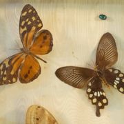 Entomology old taxidermy butterfly frame