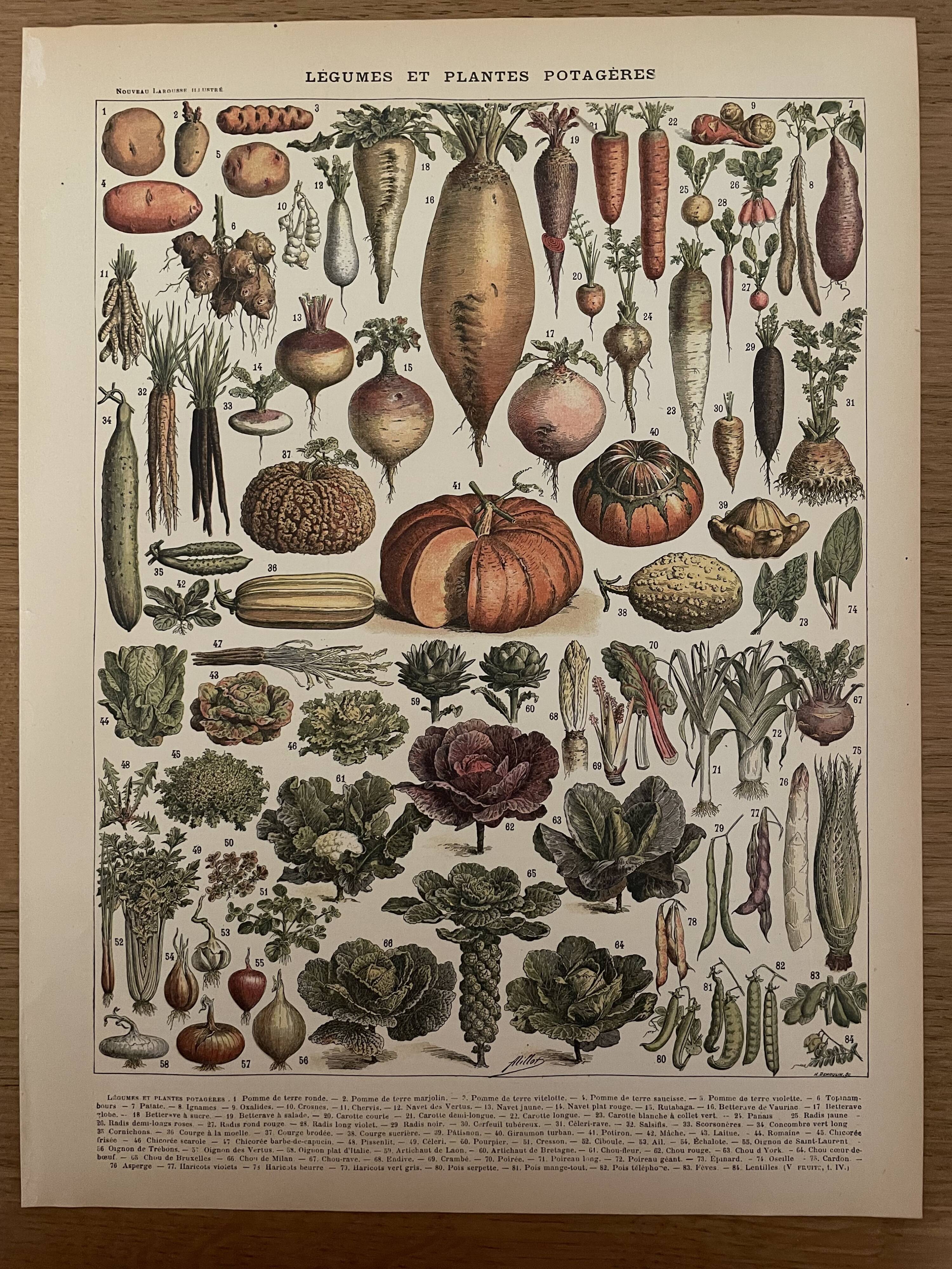 Lithograph vegetables of the New Larousse Illustrated 1897
