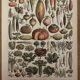 Lithograph vegetables of the New Larousse Illustrated 1897