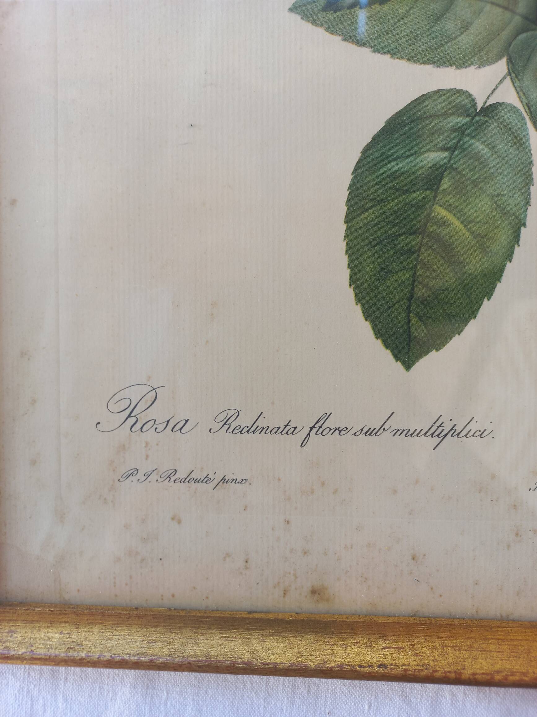 Redouté pink botanical board painting