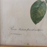 Redouté pink botanical board painting