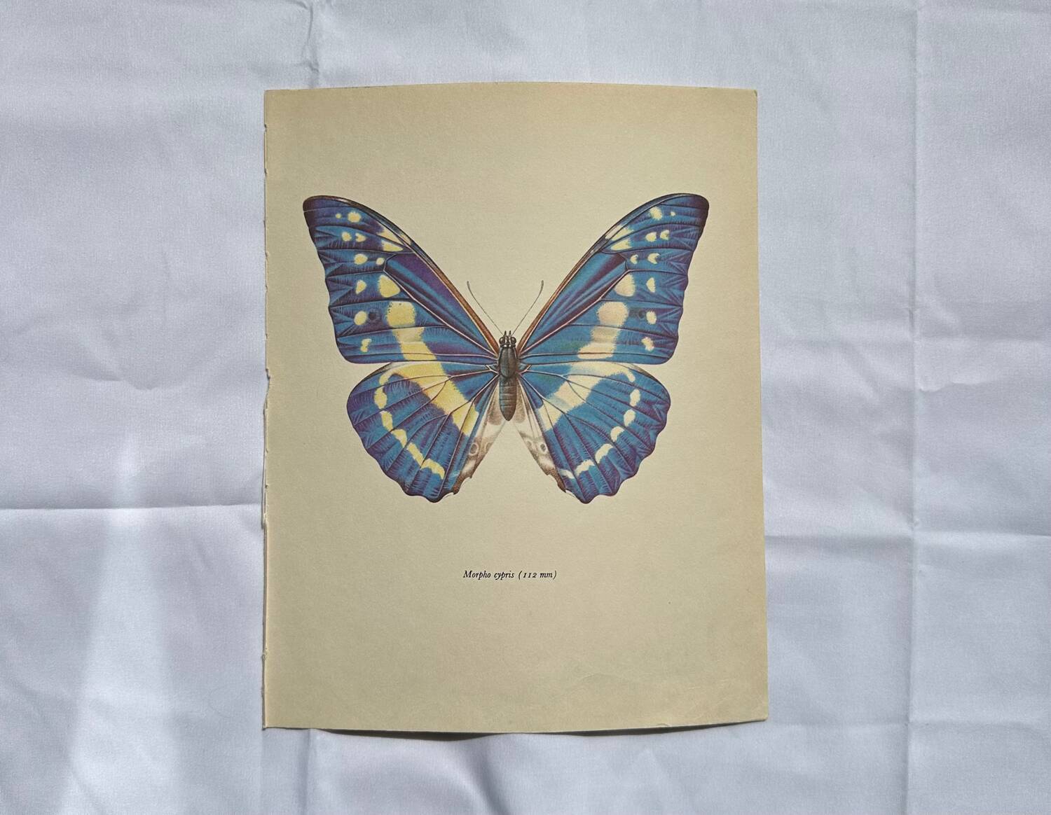 Antique Butterfly Print – Vintage Naturalist Lithograph