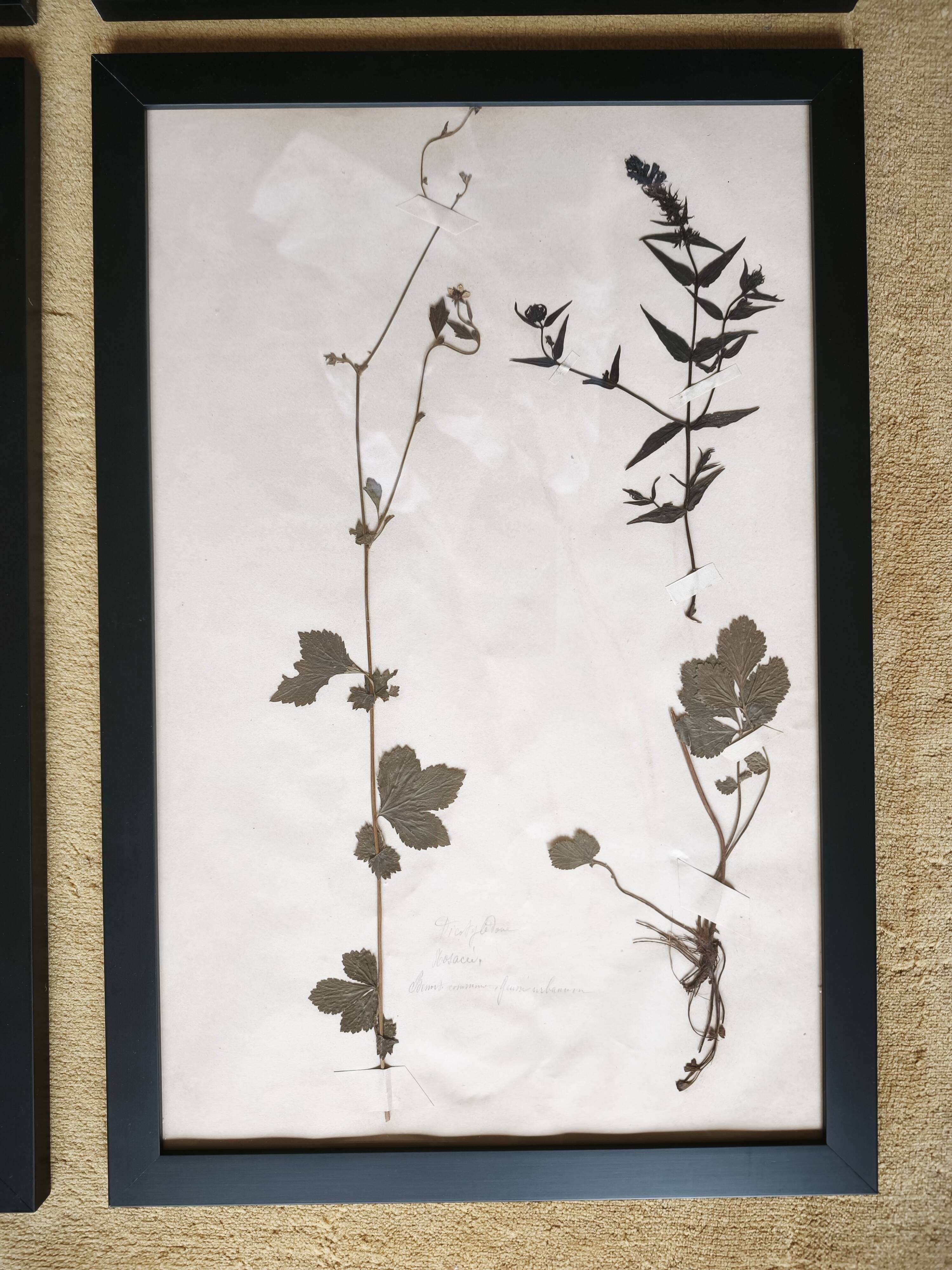 Framed old herbariums, set of 4