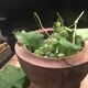 Raw wooden salad bowl