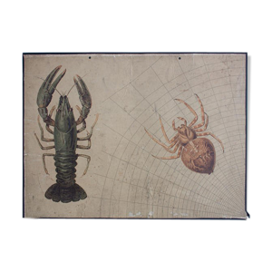 Affiche Araignée par