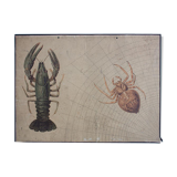 Displays "Spider" by Herman Leutemann published by Leipziger Schulbilderverlag von F. E. Wachsmuth Leipzig 1878