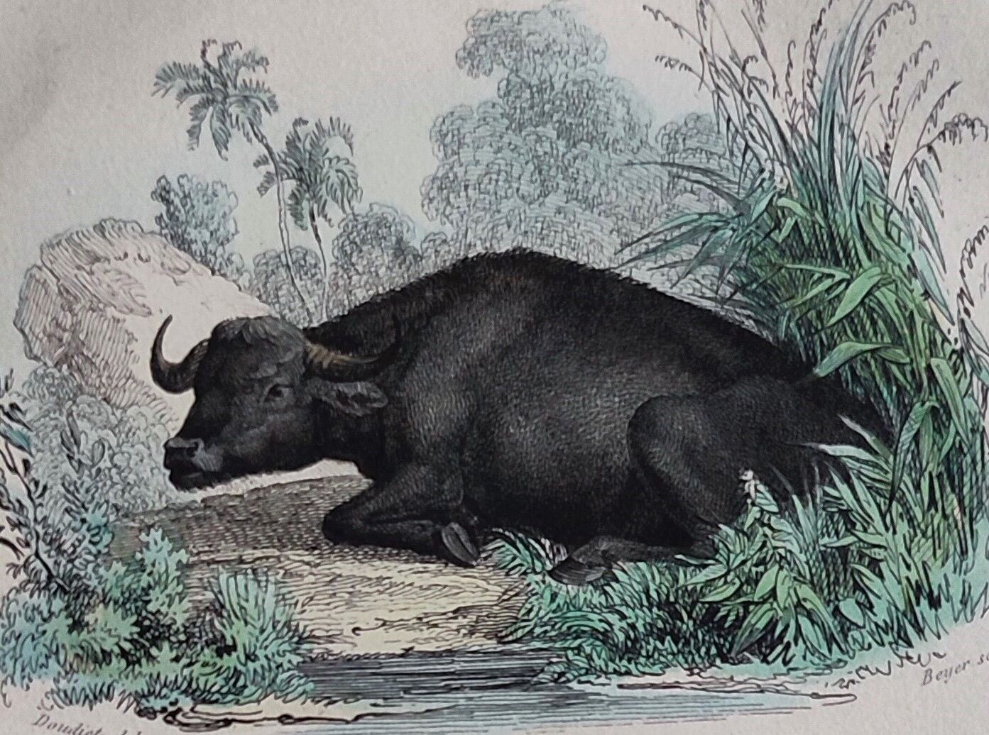 Planche zoologique originale de 1839 " Buffle, Bison"