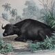 Planche zoologique originale de 1839 " Buffle, Bison"