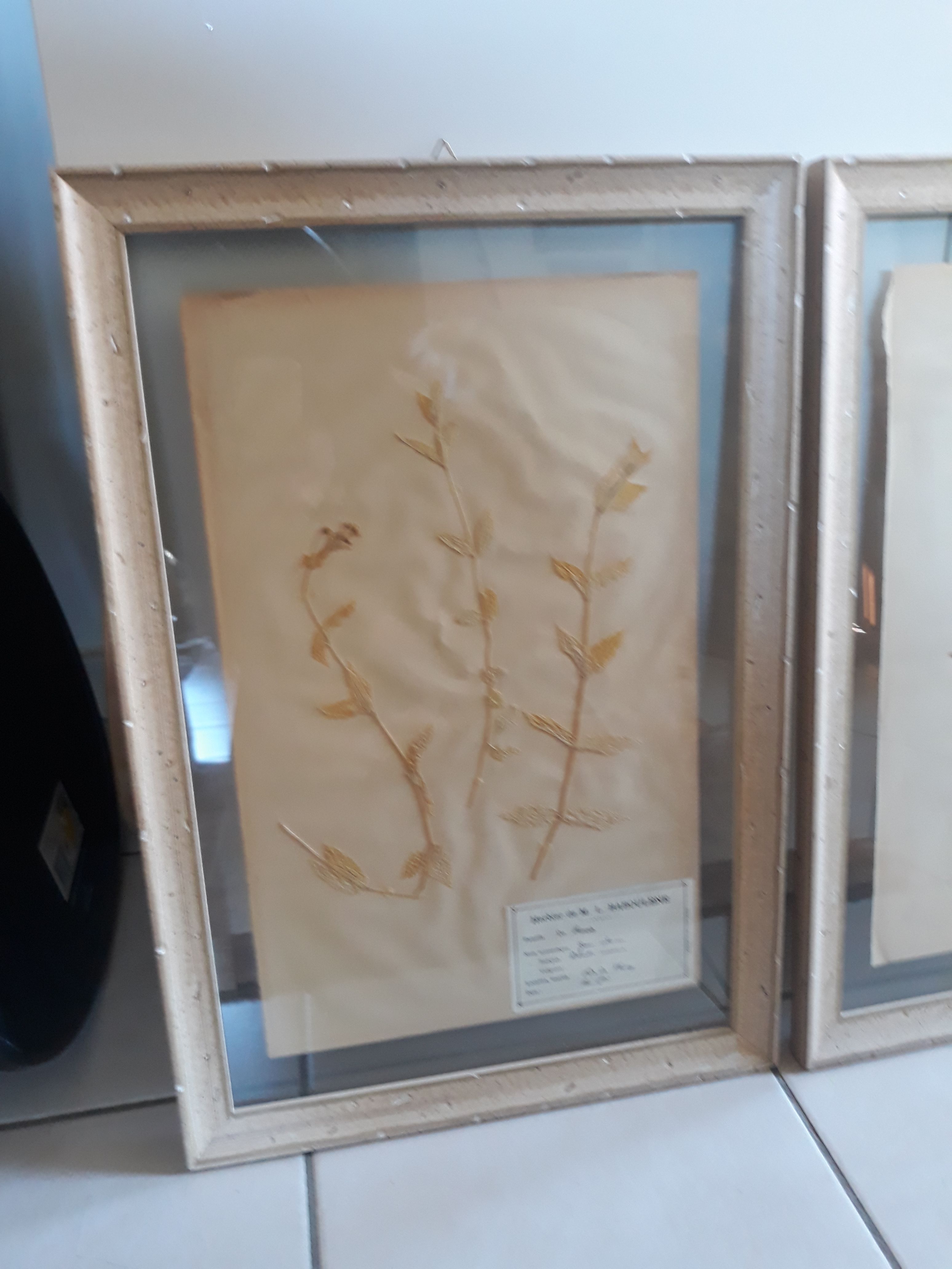 Set of 3 seagrass boxes M L Baboulene dating back to 1900
