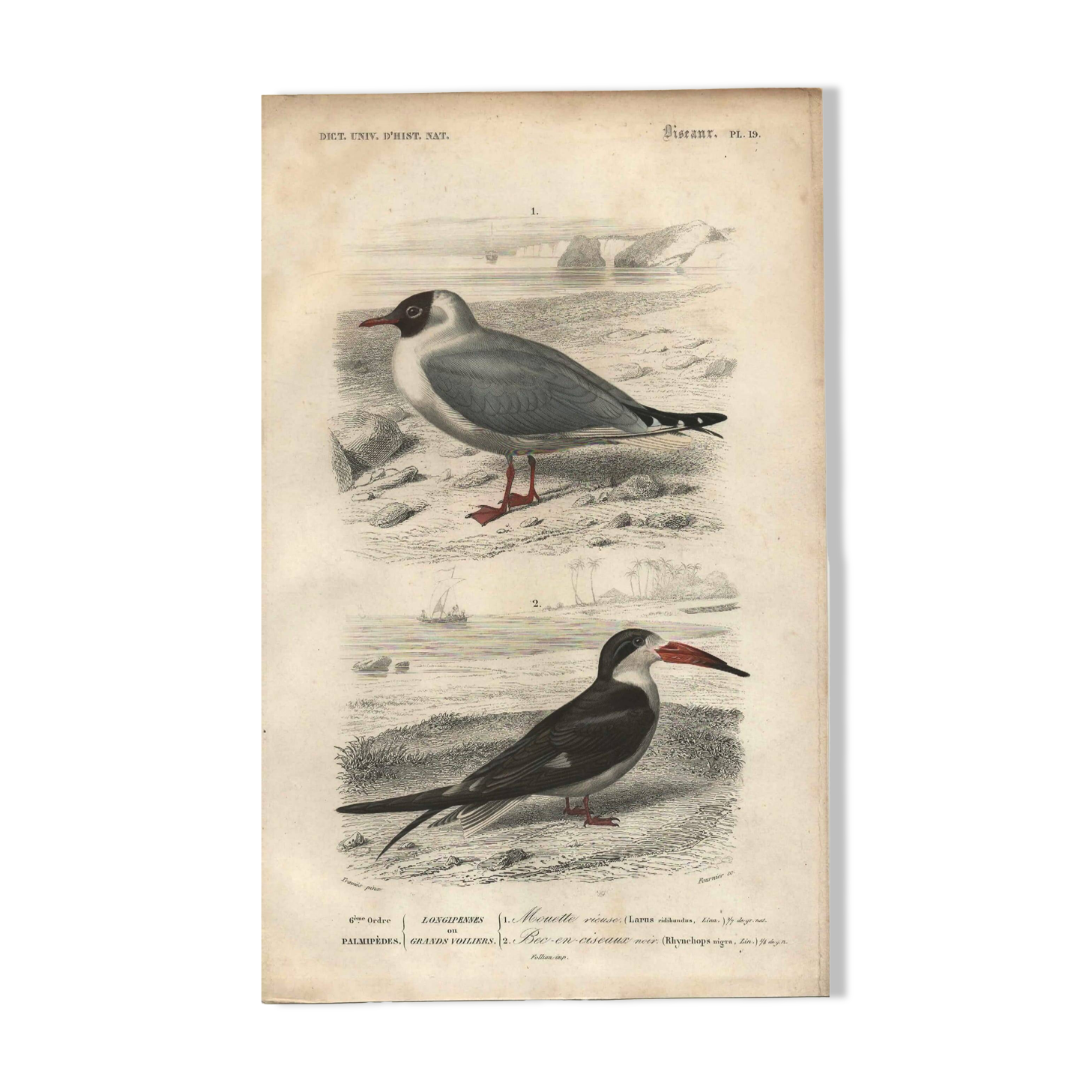 Antique engraving 1849 - Seagull, coast, ocean, fish