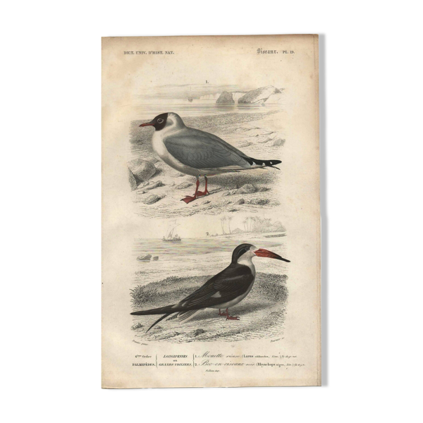 Gravure ancienne 1849 - Mouette, côte, océan, poisson — Beyit