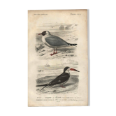 Antique engraving 1849 - Seagull, coast, ocean, fish