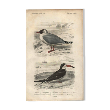 Antique engraving 1849 - Seagull, coast, ocean, fish