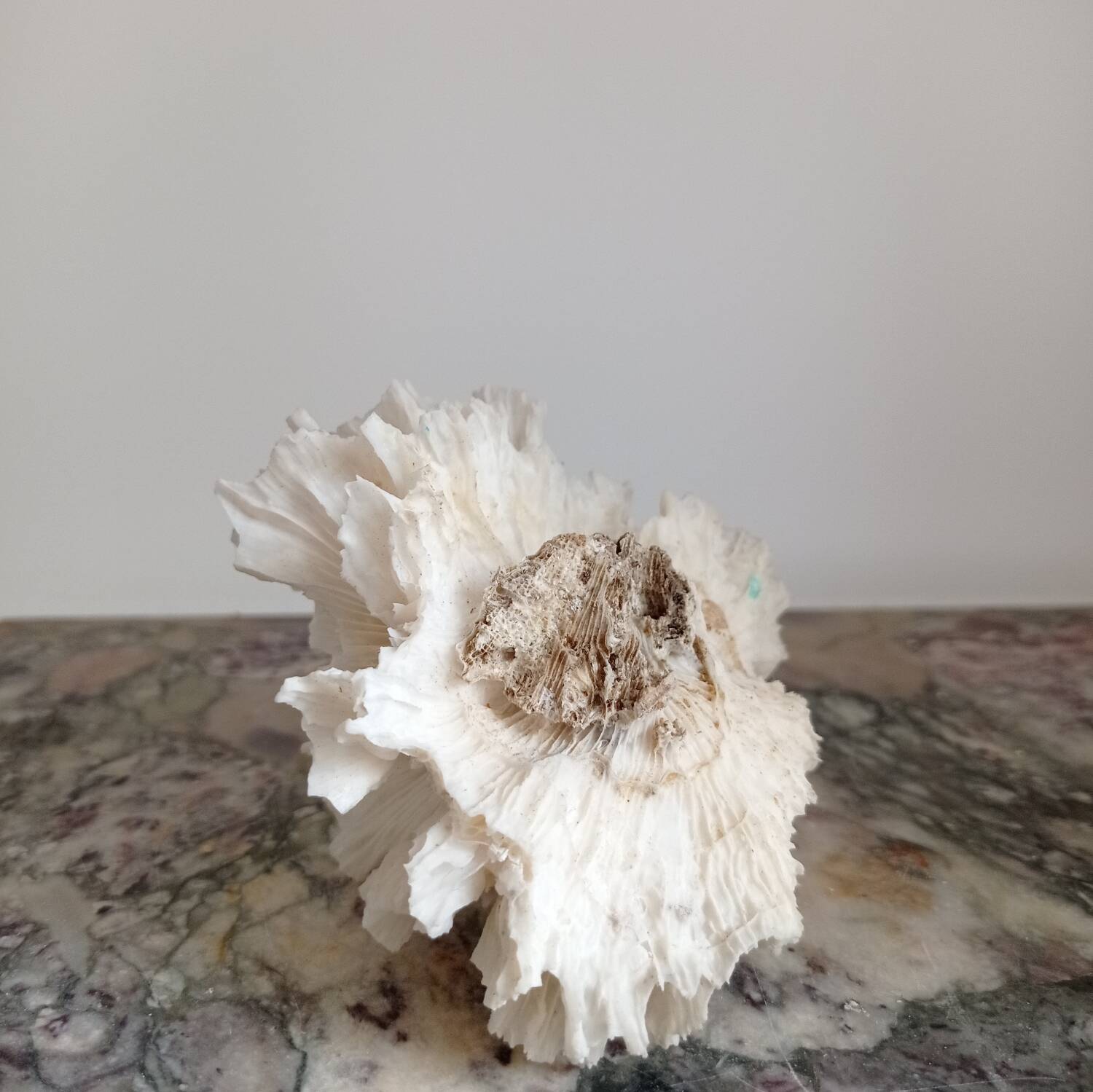 Vintage Jagged Coral