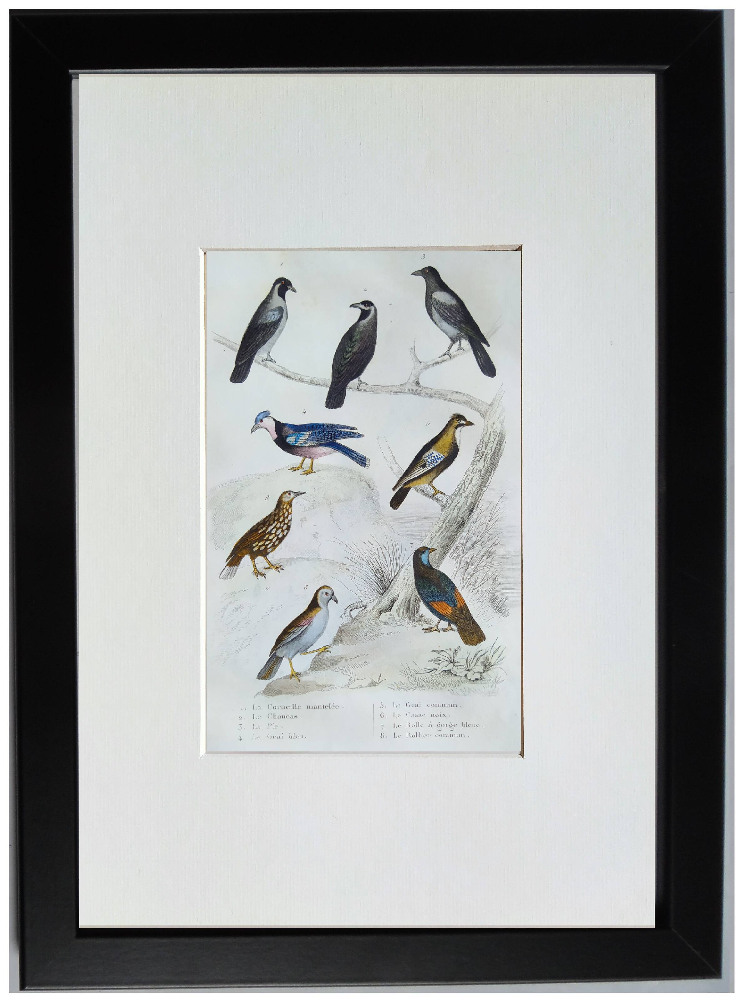 6 original ornithological plates "Buffon 1837"