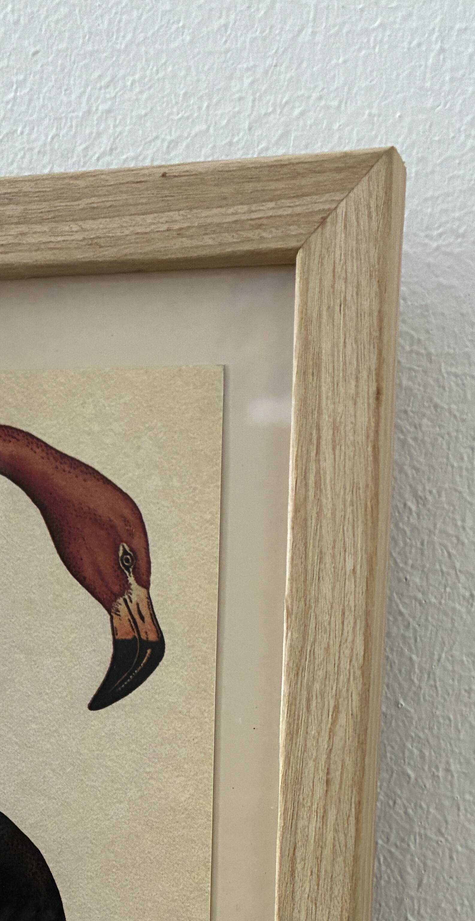 Illustration oiseaux encadrée