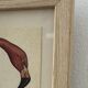 Illustration oiseaux encadrée