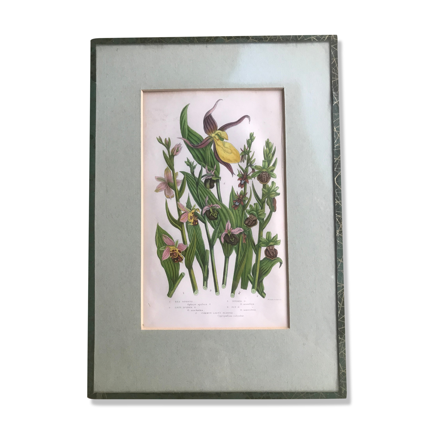 Gravure herbier
