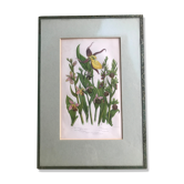 Gravure herbier
