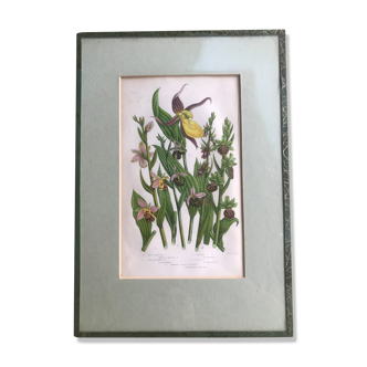 Herbarium engraving