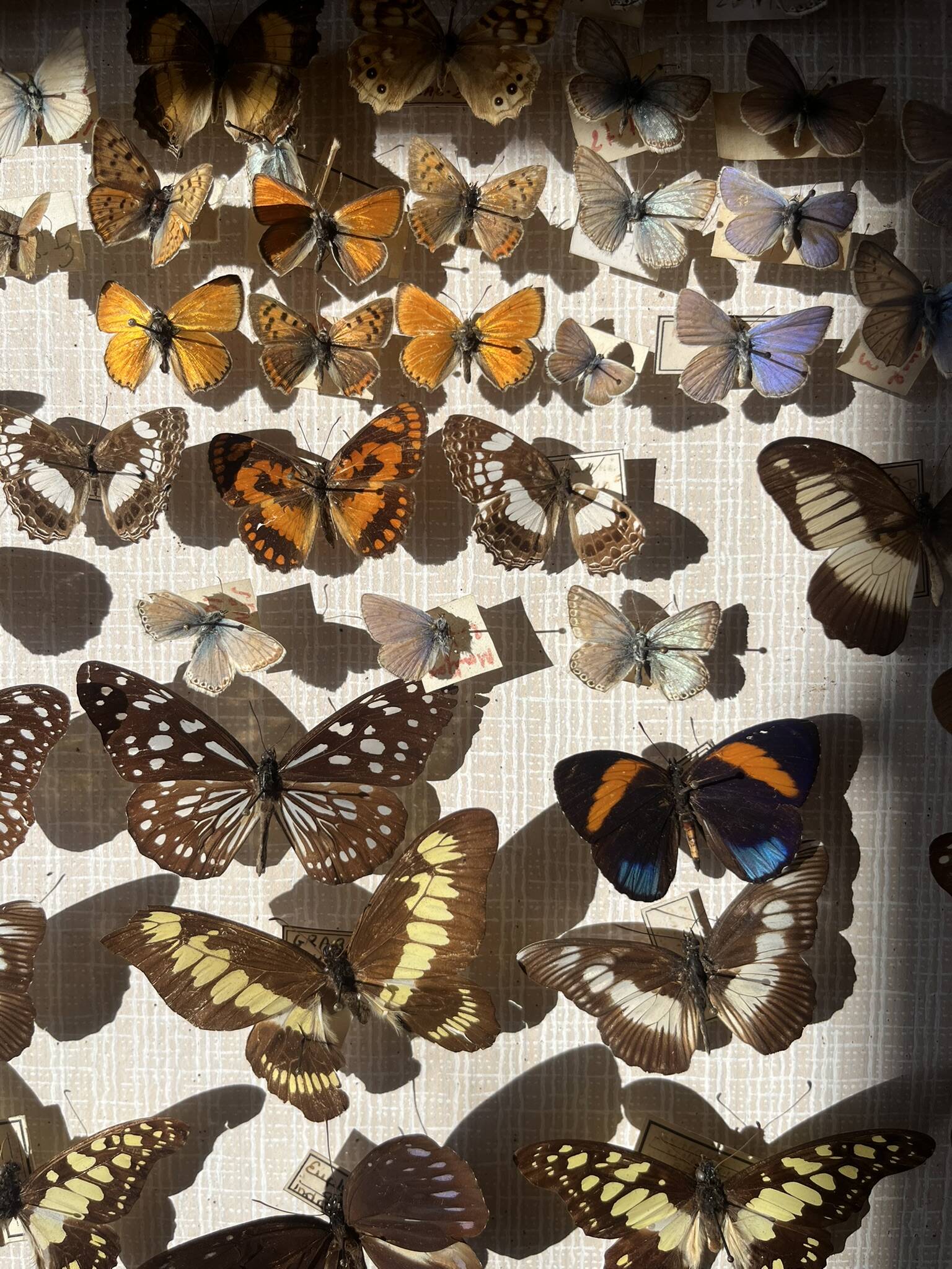 Vitrine / Collection de papillons anciens - 62 papillons