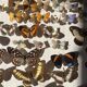 Vitrine / Collection de papillons anciens - 62 papillons