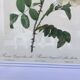 Botanical board duo