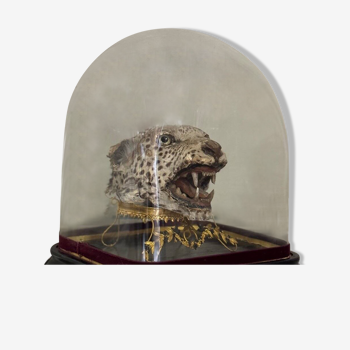 Tête de léopard sous globe, objet de curiosité, vers 1900