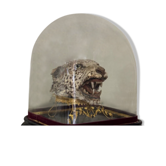 Leopard Head Under Globe, Object Of Curiosity, Circa 1900flag