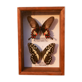 Papillons naturalisés
