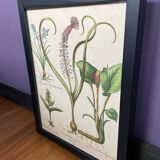 Framed plant engraving