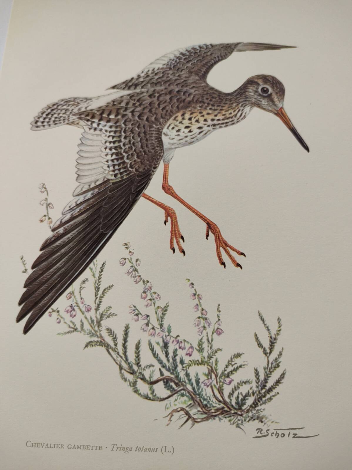 Antique bird plate from the 1960s - Knight Gambette - Illustration