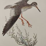 Antique bird plate from the 1960s - Knight Gambette - Illustration