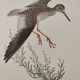 Planche ancienne oiseaux Années 1960 - Chevalier Gambette - Illustration