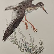 Antique bird plate from the 1960s - Knight Gambette - Illustration