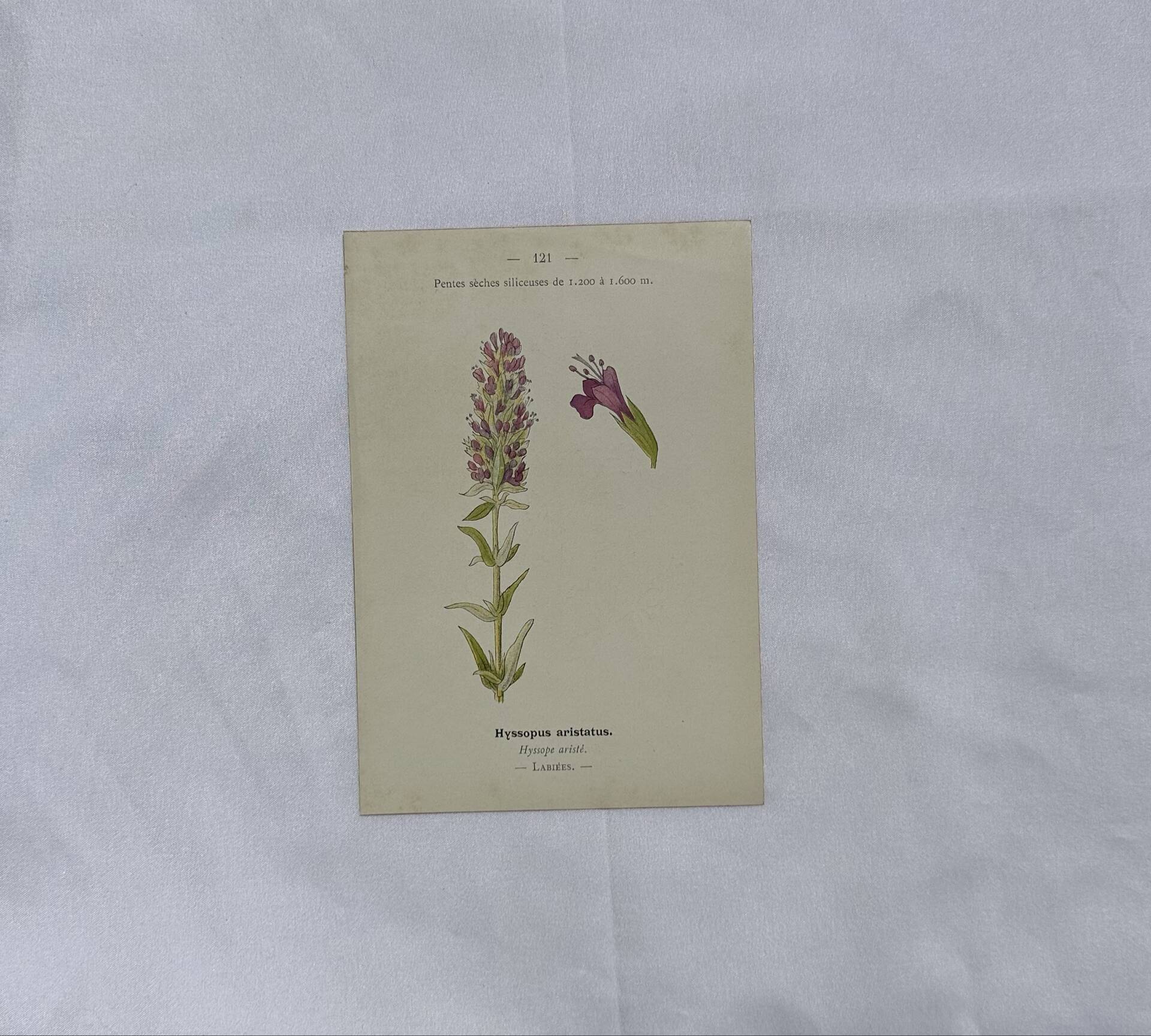 Botanical plate naturalist engraving flower plant double-sided
