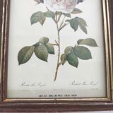 Pair rose illustrations