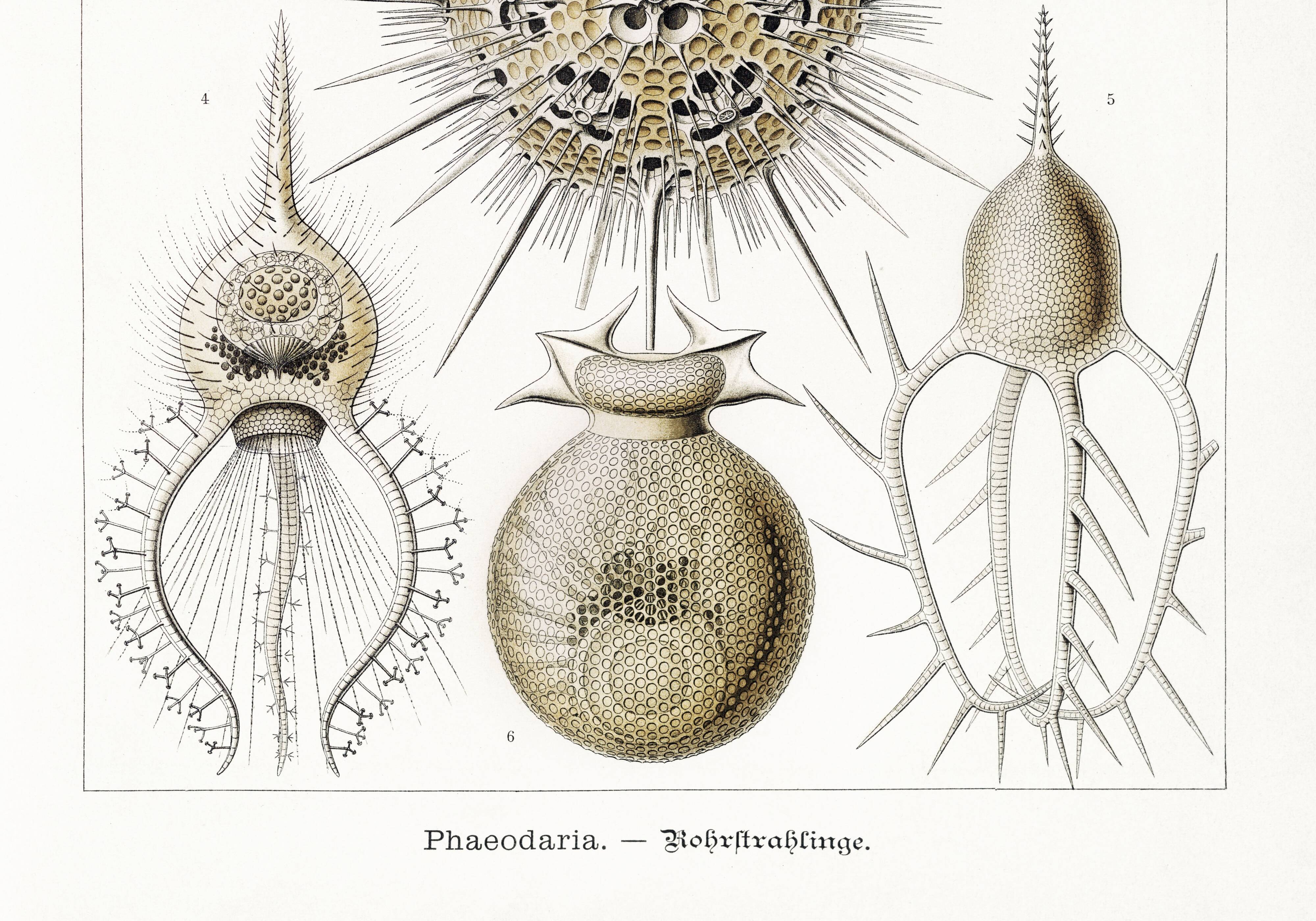 Poster about the Phaeodaires, based on an old lithograph from 1904.