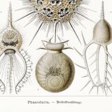 Poster about the Phaeodaires, based on an old lithograph from 1904.