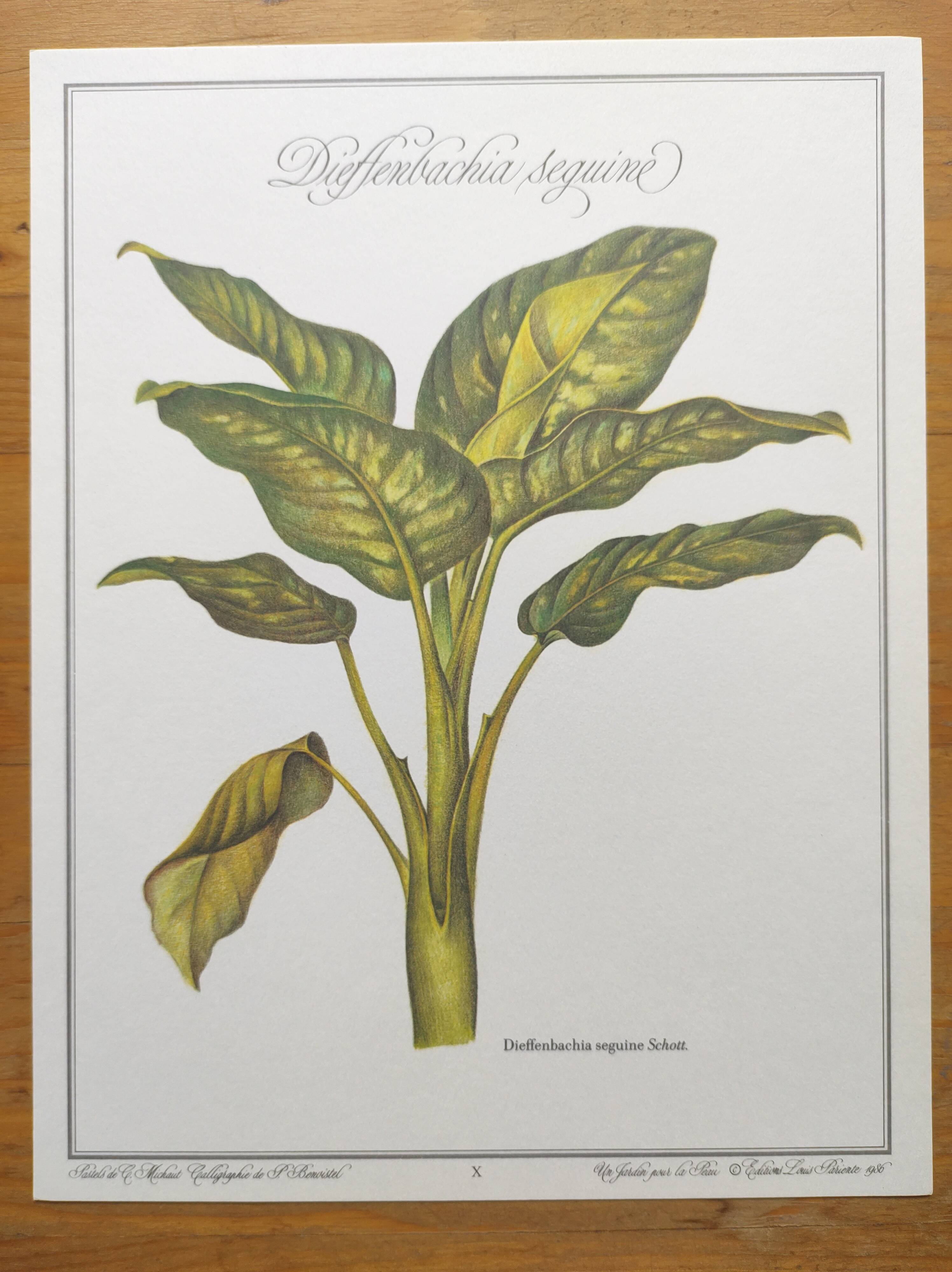 Botanical engraving -Dieffenbachia seguine- Illustration of medicinal plants. Pastels by C.Michaut