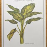 Botanical engraving -Dieffenbachia seguine- Illustration of medicinal plants. Pastels by C.Michaut