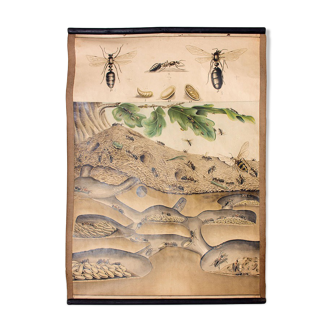 Affiche "colonie de fourmis" lithographie 1914