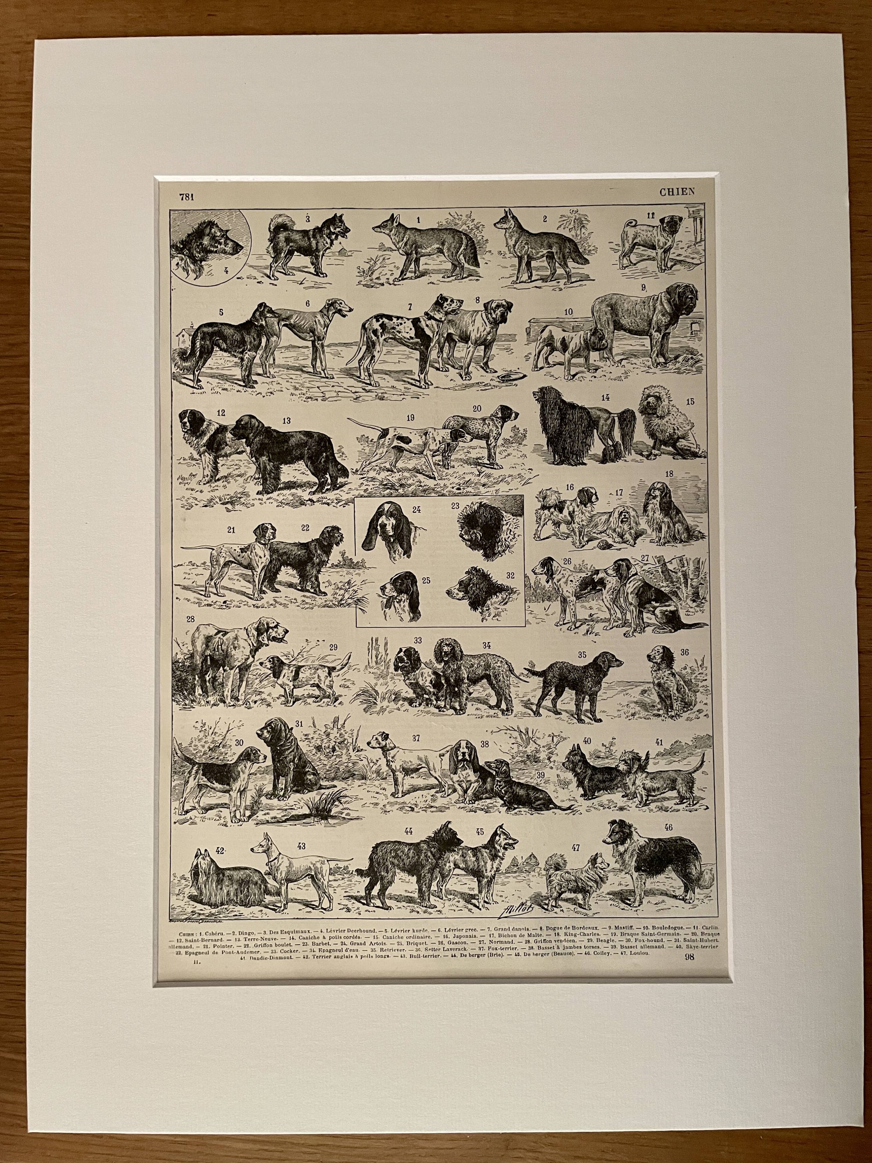 Lithograph engraving on dogs - 1900