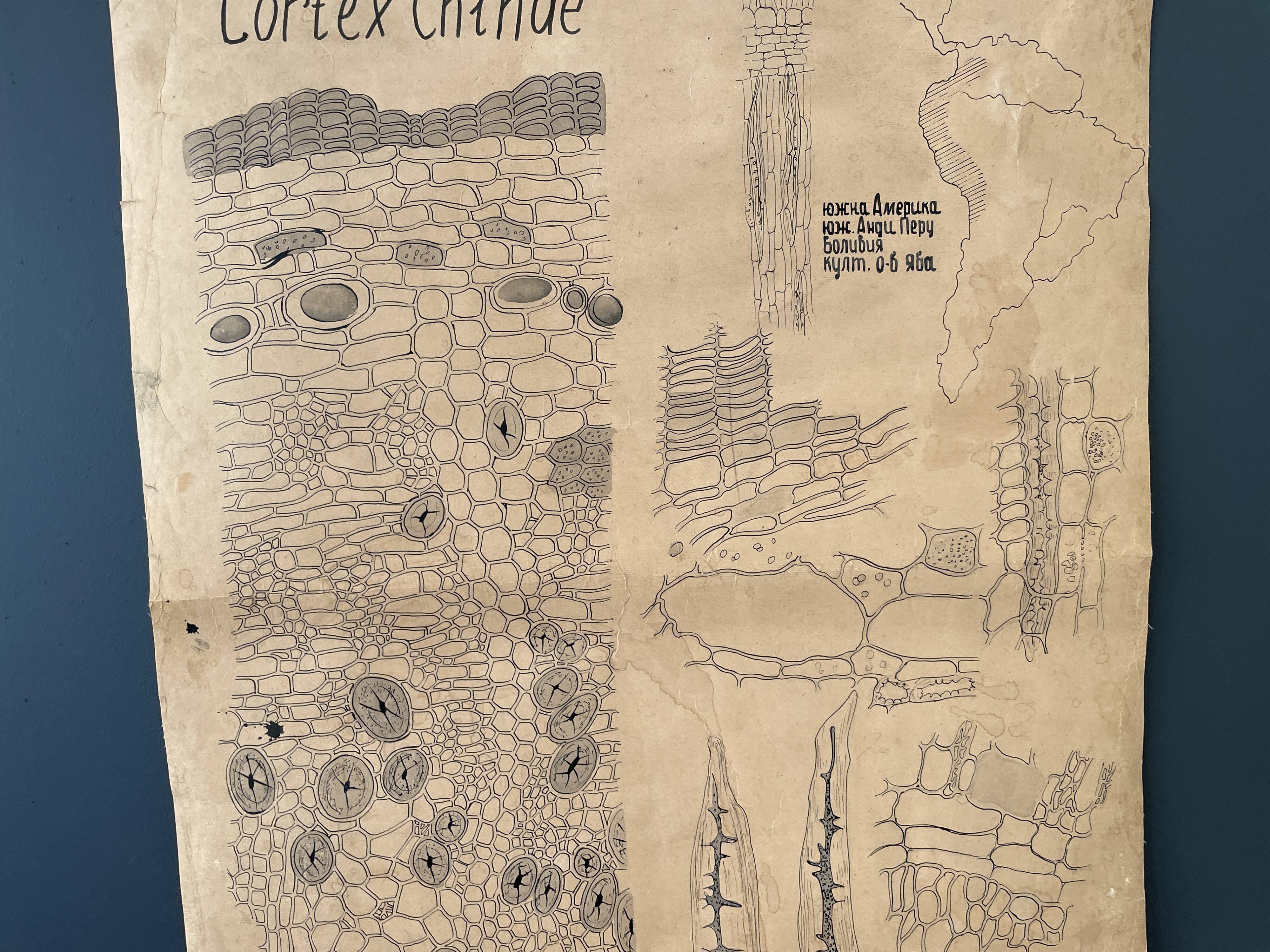 Affiche botanique 1970