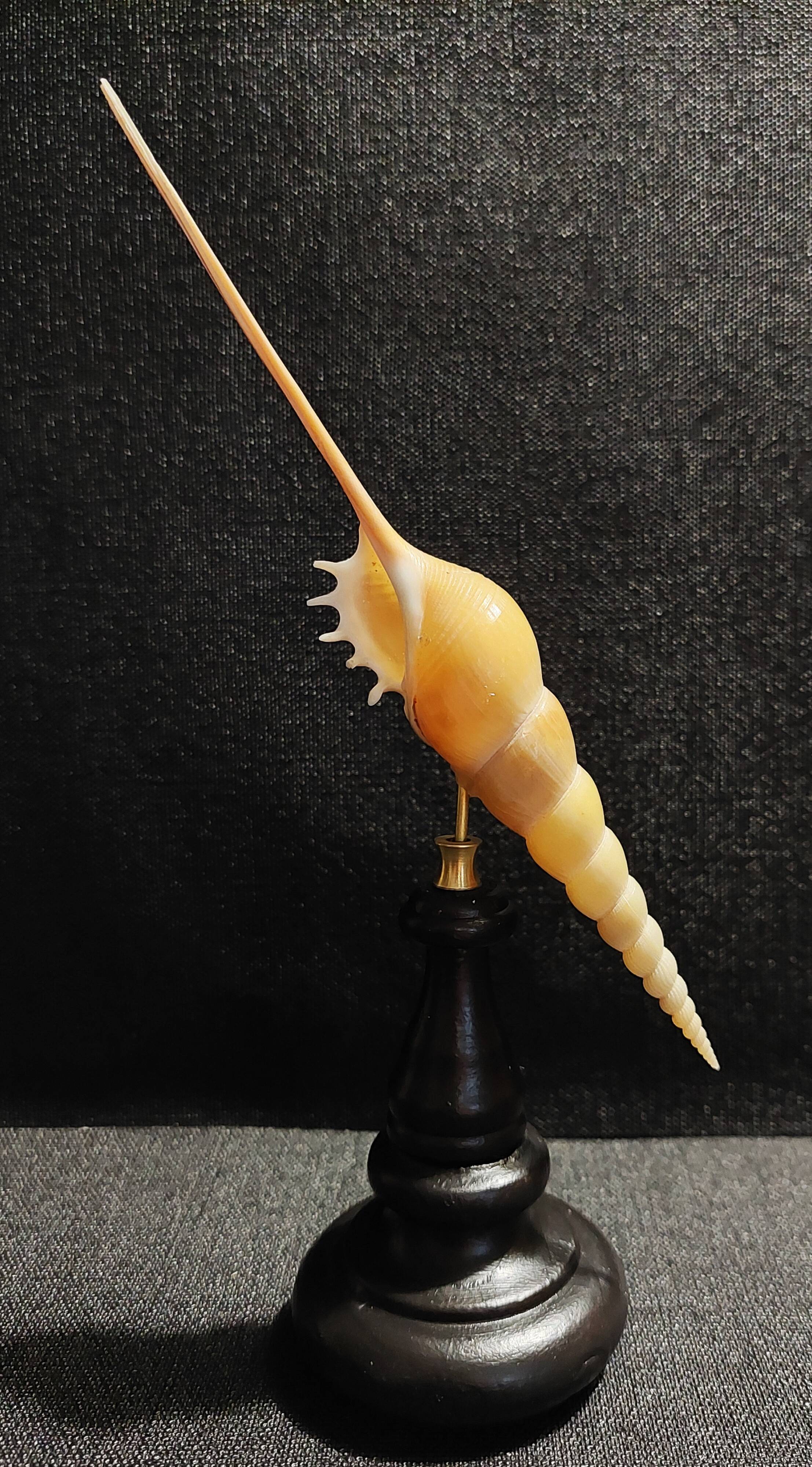 Cabinet of Curiosities tibia fusus shell on base