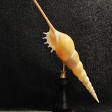 Cabinet of Curiosities tibia fusus shell on base